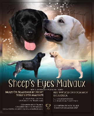 Sheep's Eyes Malvaux - Labrador Retriever - Portée née le 25/03/2024