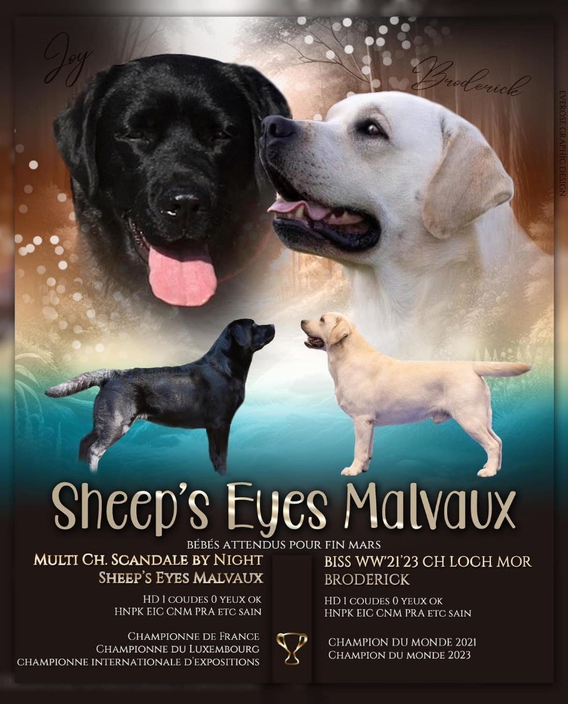 chiot Labrador Retriever Sheep's Eyes Malvaux