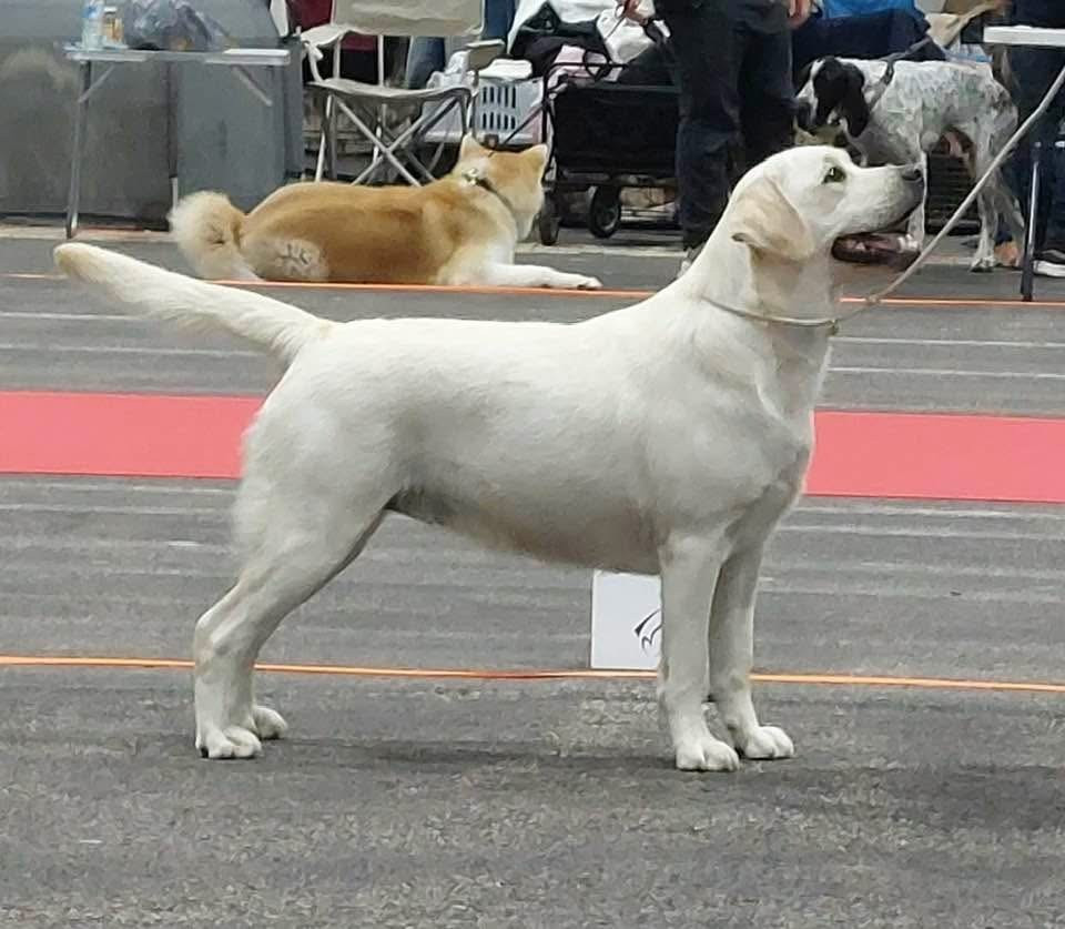 V'Rose Sheep's Eyes Malvaux