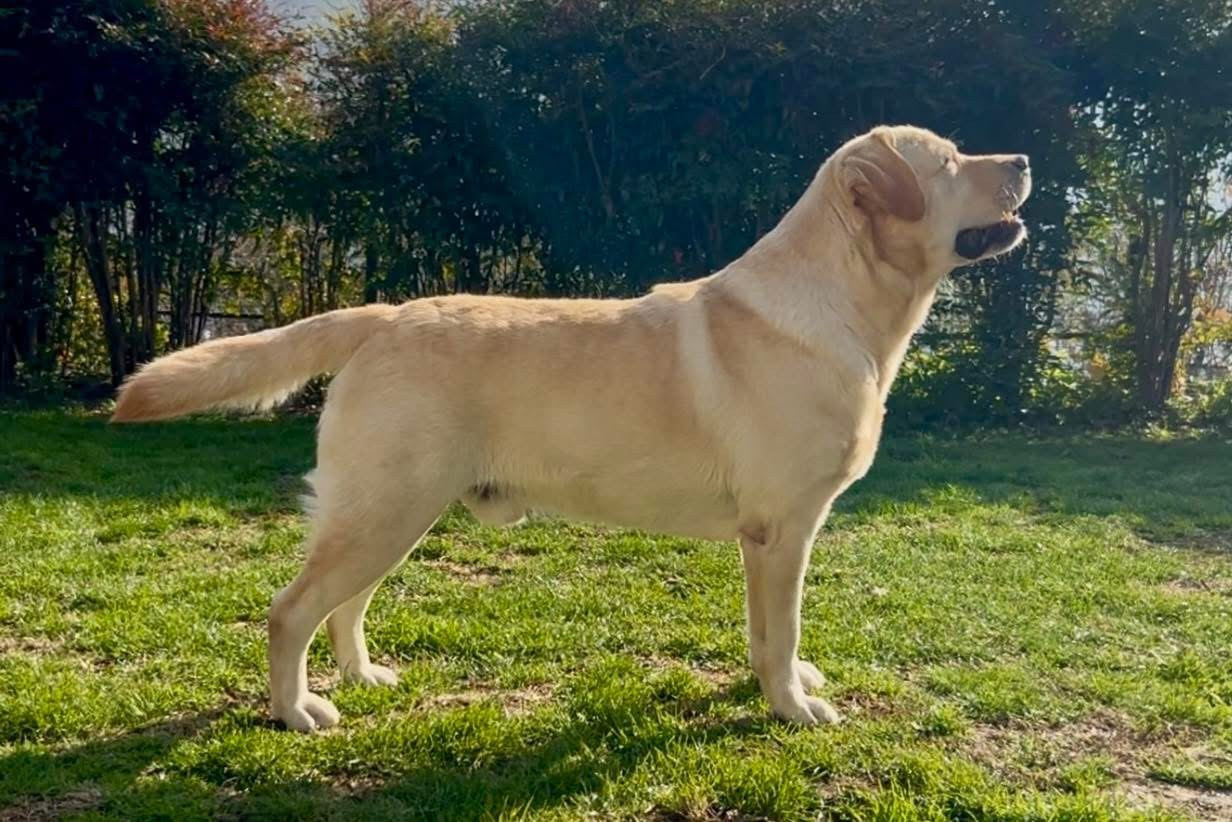  a sense of pleasure's road runner