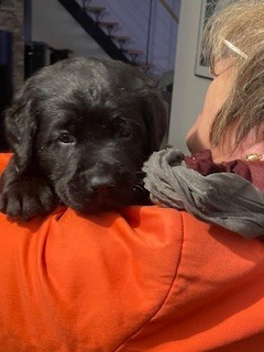 Sheep's Eyes Malvaux - Chiots disponibles - Labrador Retriever