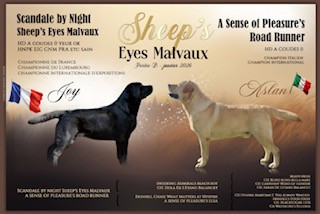 Sheep's Eyes Malvaux - Labrador Retriever - Portée née le 05/01/2026
